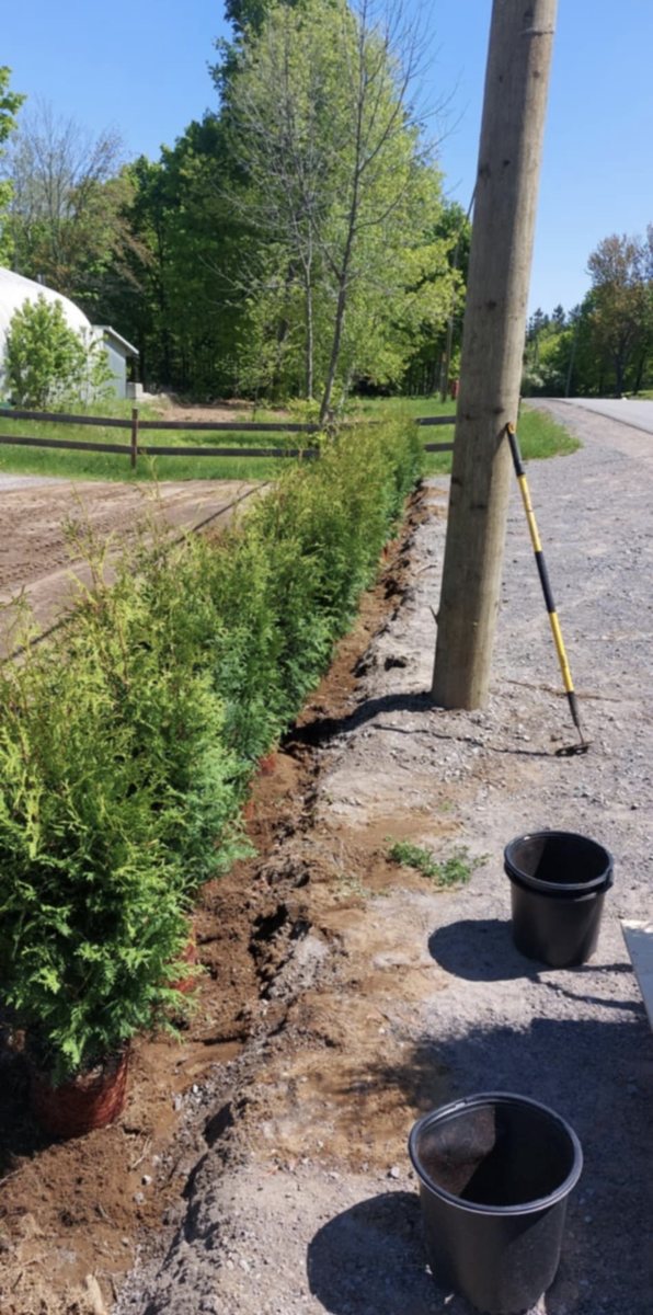 Plantation de cèdres – Gaillards Entretien Extérieur Mauricie